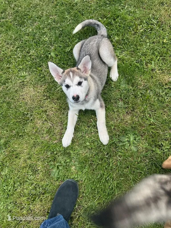 Fawny Girl – Siberian Husky, Bloodhound puppy for sale in Vancouver, WA