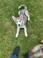 Fawny Girl, a female Siberian Husky and Bloodhound for sale in Vancouver, WA – Photo 1 of 4