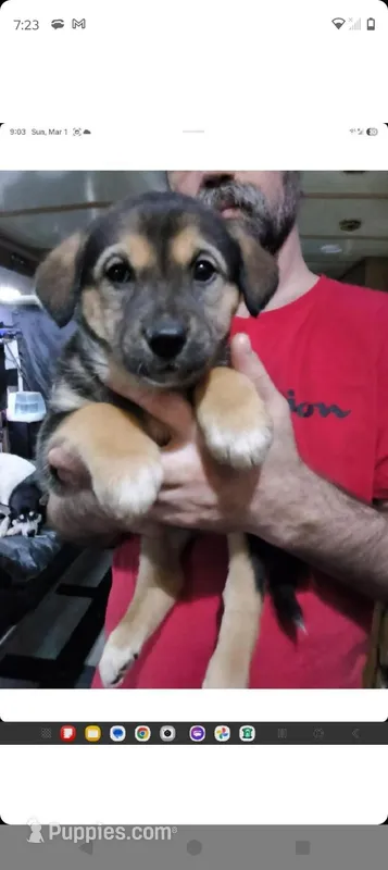 Clippy – Siberian Husky, Bloodhound puppy for sale in Vancouver, WA