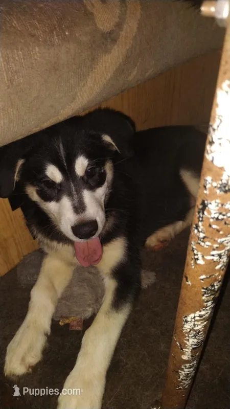 Coony Boy – Siberian Husky puppy for sale in Vancouver, WA