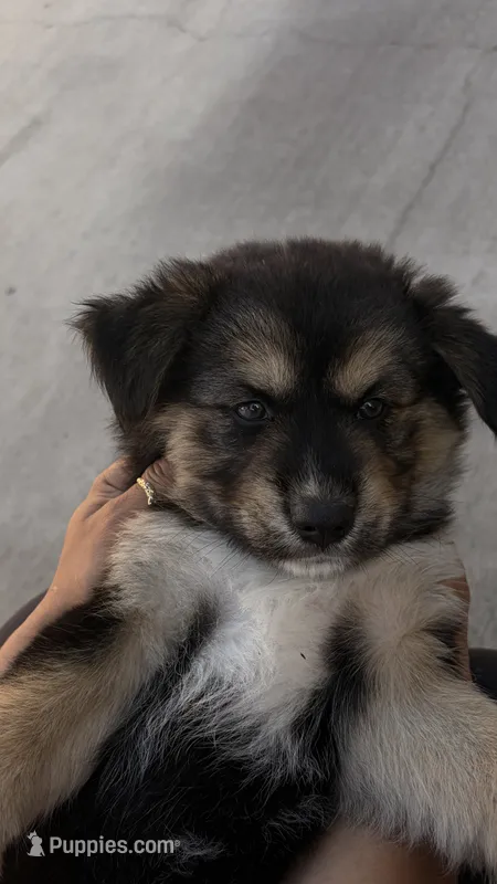 Husky – Greenland Dog, Samoyed puppy for sale in Los Angeles, CA