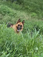 Lucy, a female German Shepherd Dog for sale in Springfield, MO – 5 of 5