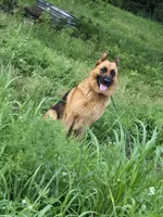 Lucy, a female German Shepherd Dog for sale in Springfield, MO – 2 of 5