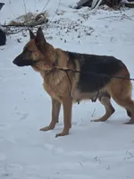 Alex, a male German Shepherd Dog for sale in Springfield, MO – Photo 3 of 4