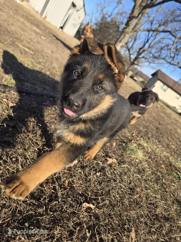 Alex, a male German Shepherd Dog for sale in Springfield, MO – Photo 1 of 4