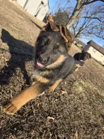 Alex, a male German Shepherd Dog for sale in Springfield, MO – Photo 1 of 4