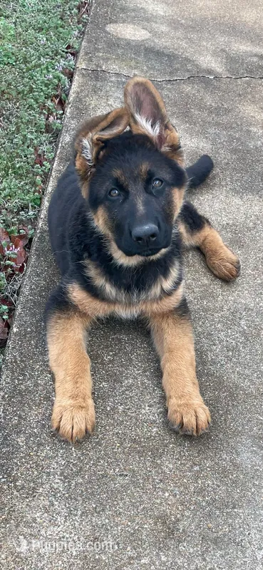Alex – German Shepherd Dog puppy for sale in Springfield, MO