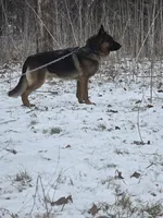 Alex, a male German Shepherd Dog for sale in Springfield, MO – Photo 4 of 4