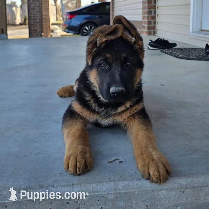 Alex, a male German Shepherd Dog for sale in Springfield, MO – Photo 2 of 4