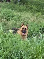 Lucy, a female German Shepherd Dog for sale in Springfield, MO – 4 of 5