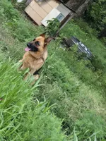 Lucy, a female German Shepherd Dog for sale in Springfield, MO – 3 of 5