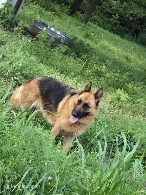 Lucy – German Shepherd Dog puppy for sale in Springfield, MO