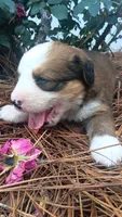 Oscar, a male Bernese Mountain Dog and Great Pyrenees for sale in Blackville, SC – 2 of 4