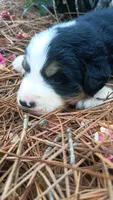 Otter, a male Bernese Mountain Dog and Great Pyrenees for sale in Blackville, SC – 2 of 4