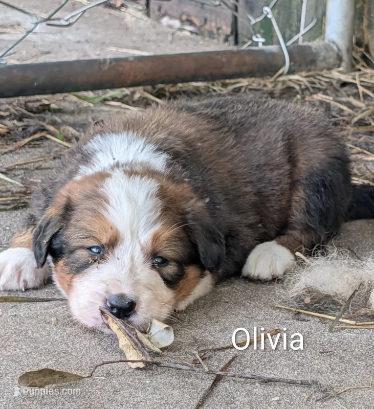 Olivia – Bernese Mountain Dog, Great Pyrenees puppy for sale in Blackville, SC