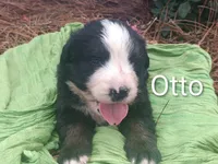 Otto, a male Bernese Mountain Dog for sale in Blackville, SC – 3 of 4