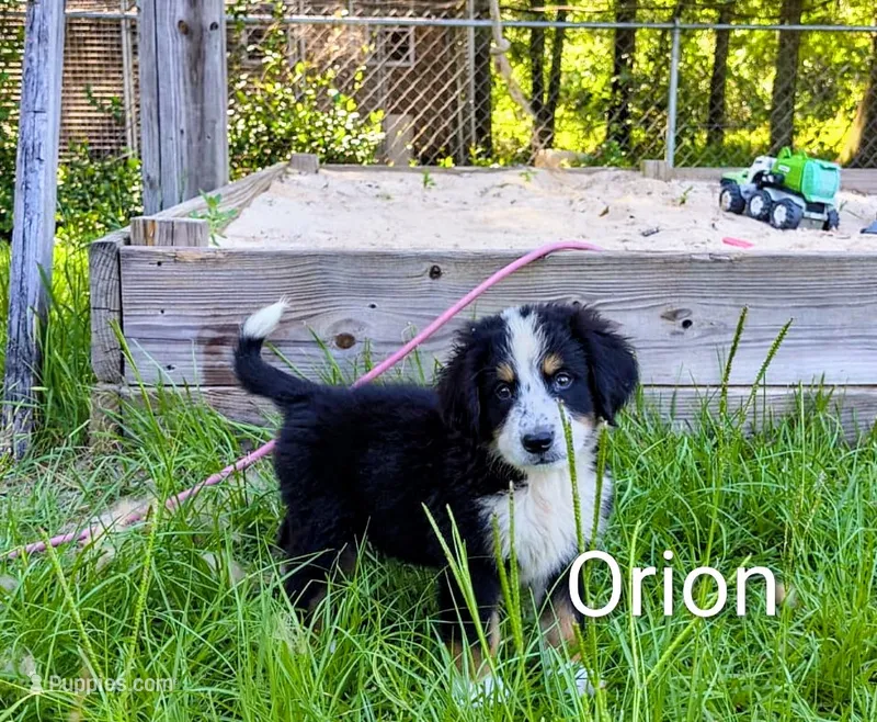 Orion – Bernese Mountain Dog, Great Pyrenees puppy for sale in Blackville, SC