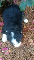 Otter, a male Bernese Mountain Dog and Great Pyrenees for sale in Blackville, SC – 4 of 4