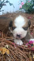Oscar, a male Bernese Mountain Dog and Great Pyrenees for sale in Blackville, SC – 3 of 4