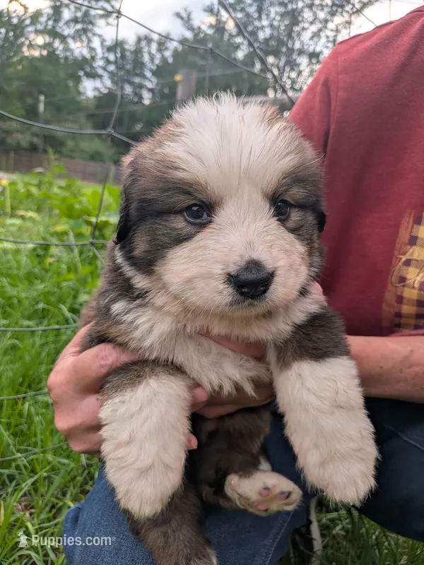 Oliver – Bernese Mountain Dog puppy for sale in Blackville, SC