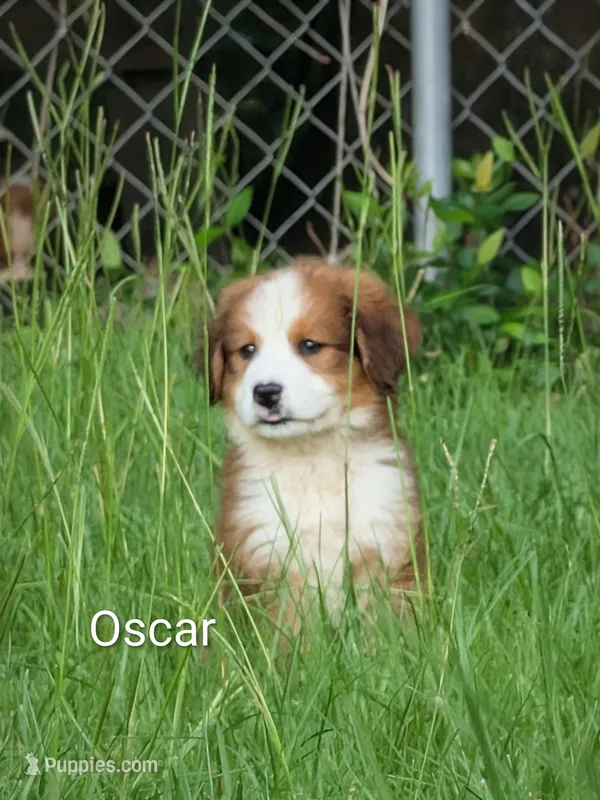 Oscar – Bernese Mountain Dog, Great Pyrenees puppy for sale in Blackville, SC