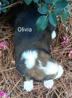 Olivia, a female Bernese Mountain Dog and Great Pyrenees for sale in Blackville, SC – 4 of 5
