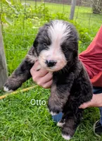Otto, a male Bernese Mountain Dog for sale in Blackville, SC – 8 of 9