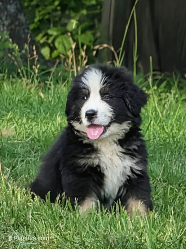 Otto – Bernese Mountain Dog puppy for sale in Blackville, SC