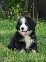 Otto, a male Bernese Mountain Dog for sale in Blackville, SC – 1 of 9