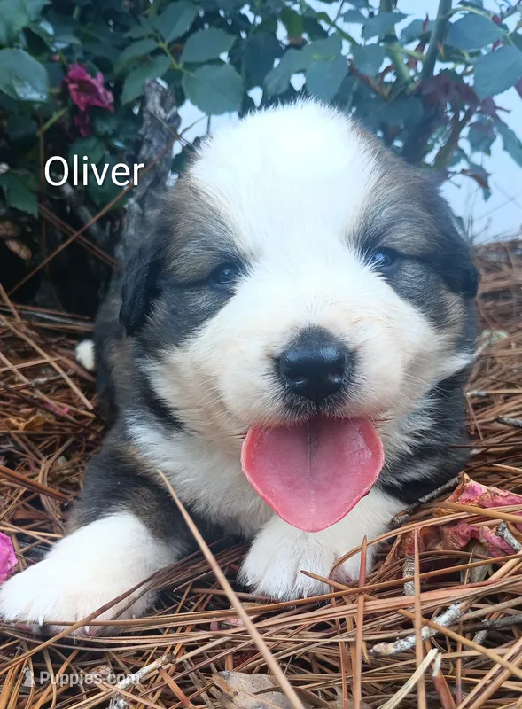 Oliver, a male Bernese Mountain Dog for sale in Blackville, SC – 1 of 3