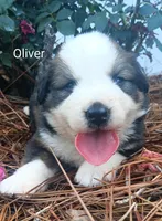 Oliver, a male Bernese Mountain Dog for sale in Blackville, SC – 1 of 3