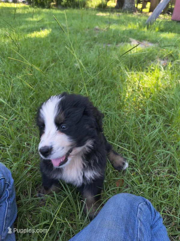 Otto – Bernese Mountain Dog puppy for sale in Blackville, SC