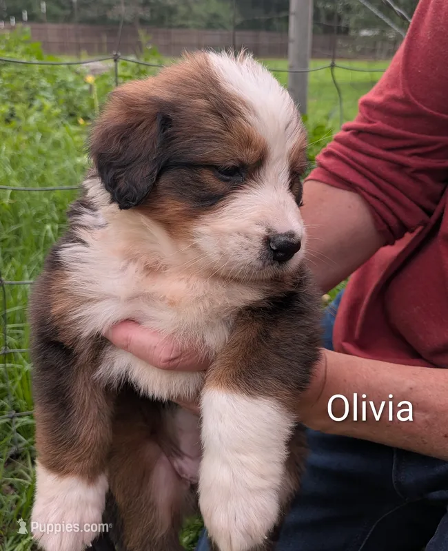Olivia – Bernese Mountain Dog, Great Pyrenees puppy for sale in Blackville, SC