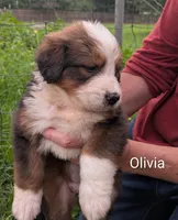 Olivia, a female Bernese Mountain Dog and Great Pyrenees for sale in Blackville, SC – 1 of 7