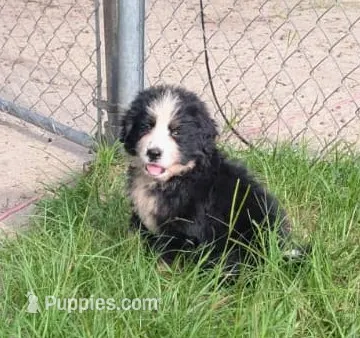 Otto – Bernese Mountain Dog puppy for sale in Blackville, SC