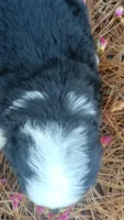 Oreo, a male Bernese Mountain Dog and Great Pyrenees for sale in Blackville, SC – 3 of 4
