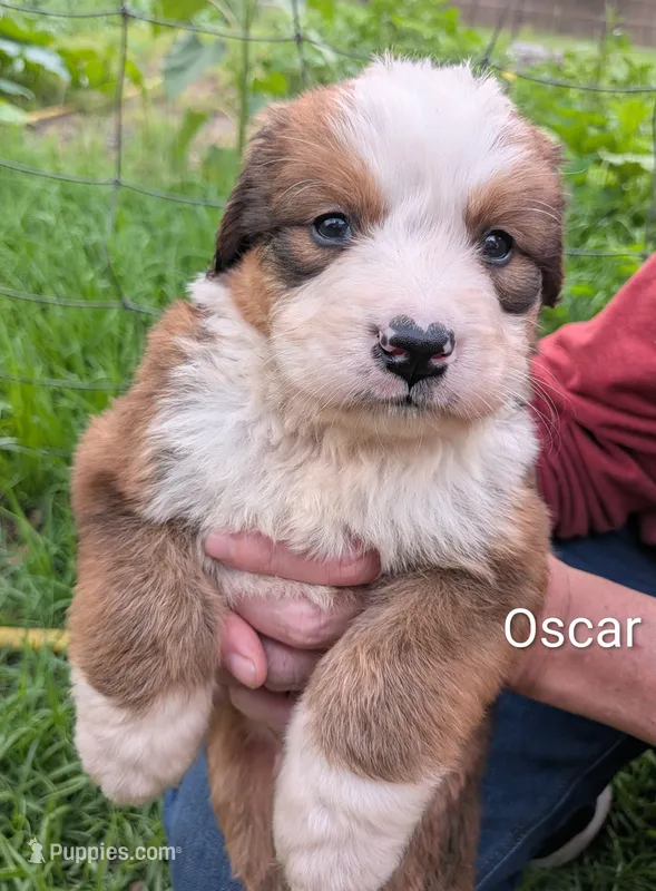 Oscar – Bernese Mountain Dog, Great Pyrenees puppy for sale in Blackville, SC