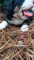 Otter, a male Bernese Mountain Dog and Great Pyrenees for sale in Blackville, SC – 3 of 4
