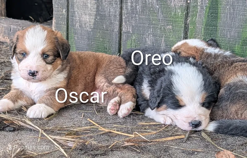 Oscar – Bernese Mountain Dog, Great Pyrenees puppy for sale in Blackville, SC
