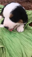 Oreo, a male Bernese Mountain Dog and Great Pyrenees for sale in Blackville, SC – 4 of 4
