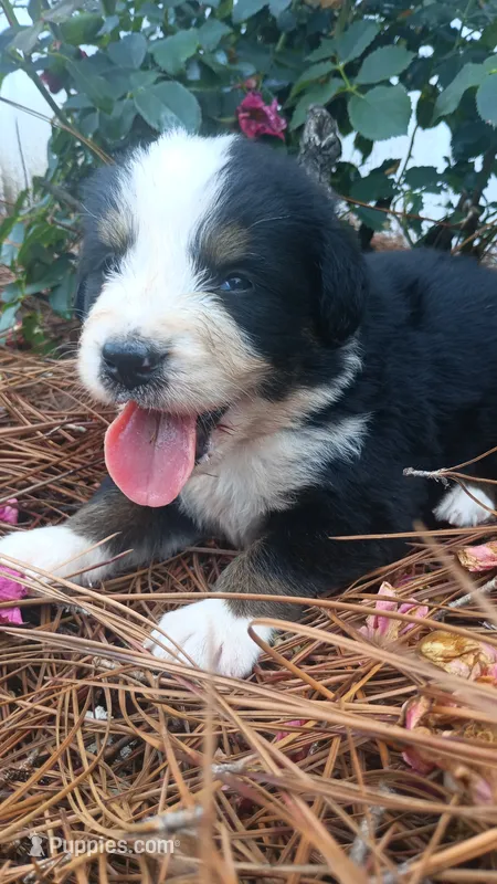 Orion – Bernese Mountain Dog, Great Pyrenees puppy for sale in Blackville, SC