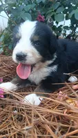 Orion, a male Bernese Mountain Dog and Great Pyrenees for sale in Blackville, SC – 1 of 3