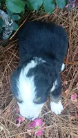 Orion, a male Bernese Mountain Dog and Great Pyrenees for sale in Blackville, SC – 2 of 3