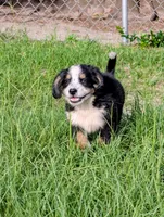 Orion, a male Bernese Mountain Dog and Great Pyrenees for sale in Blackville, SC – 6 of 6