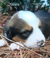 Olivia, a female Bernese Mountain Dog and Great Pyrenees for sale in Blackville, SC – 3 of 5