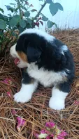 Oreo, a male Bernese Mountain Dog and Great Pyrenees for sale in Blackville, SC – 2 of 4