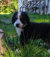 Orion, a male Bernese Mountain Dog and Great Pyrenees for sale in Blackville, SC – 4 of 6