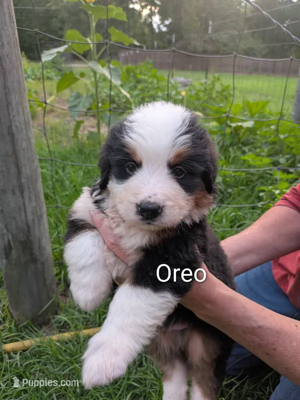 Oreo – Bernese Mountain Dog, Great Pyrenees puppy for sale in Blackville, SC