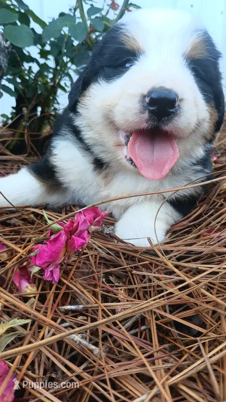 Oreo – Bernese Mountain Dog, Great Pyrenees puppy for sale in Blackville, SC