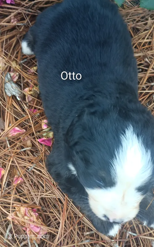 Otto – Bernese Mountain Dog puppy for sale in Blackville, SC